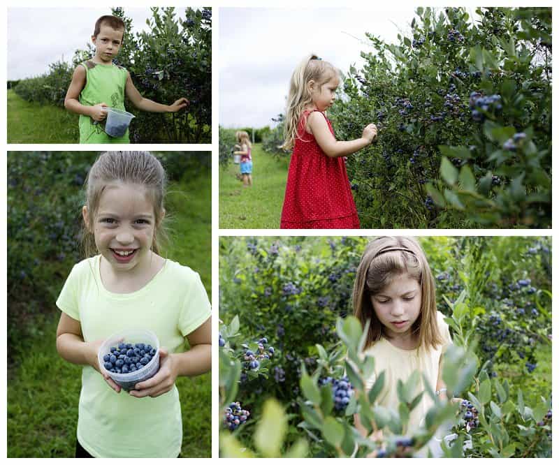 Pick your own blueberries