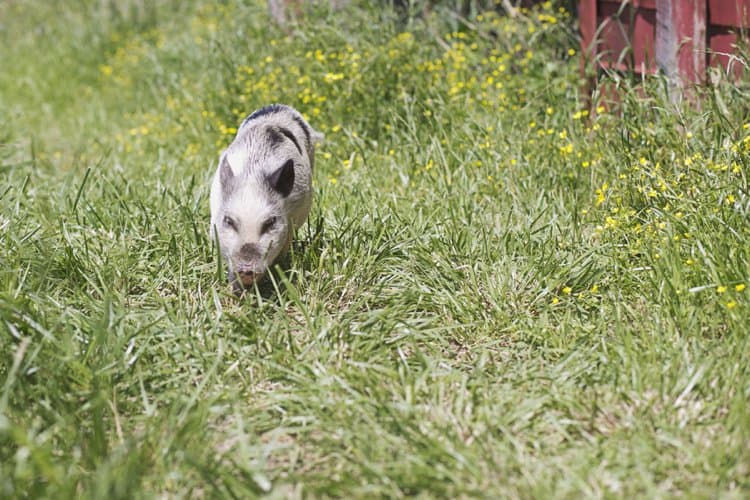 Clover the pig outside her barn
