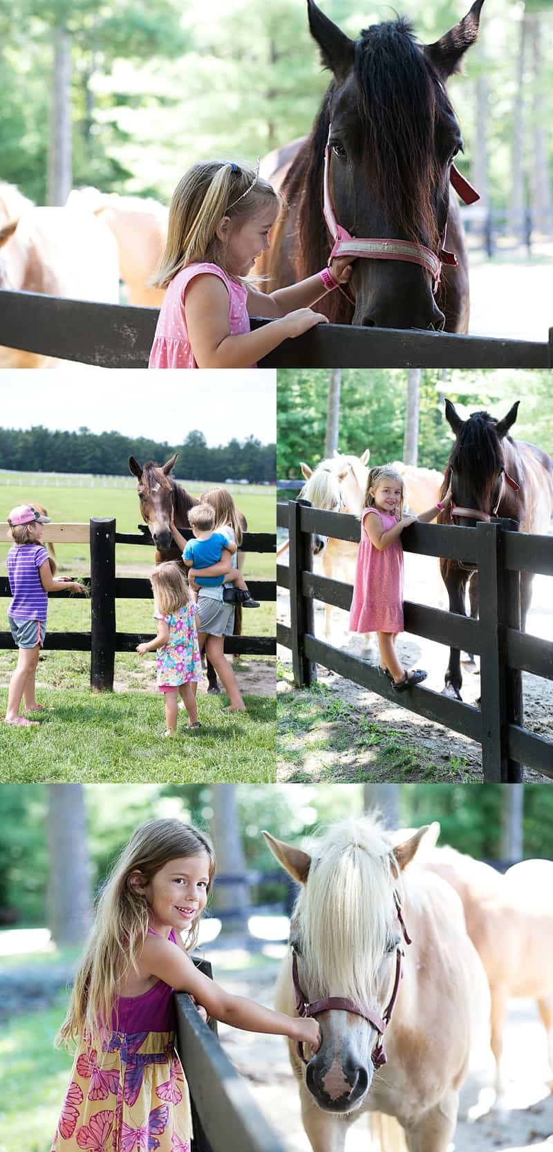 Horses in Charlottesville