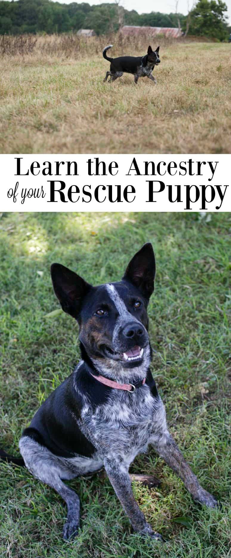 Learn the DNA in your rescue puppy