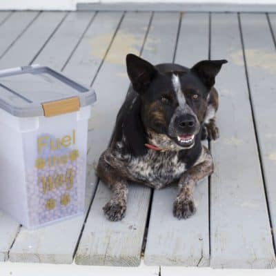DIY Fuel the Wag Dog Food Container