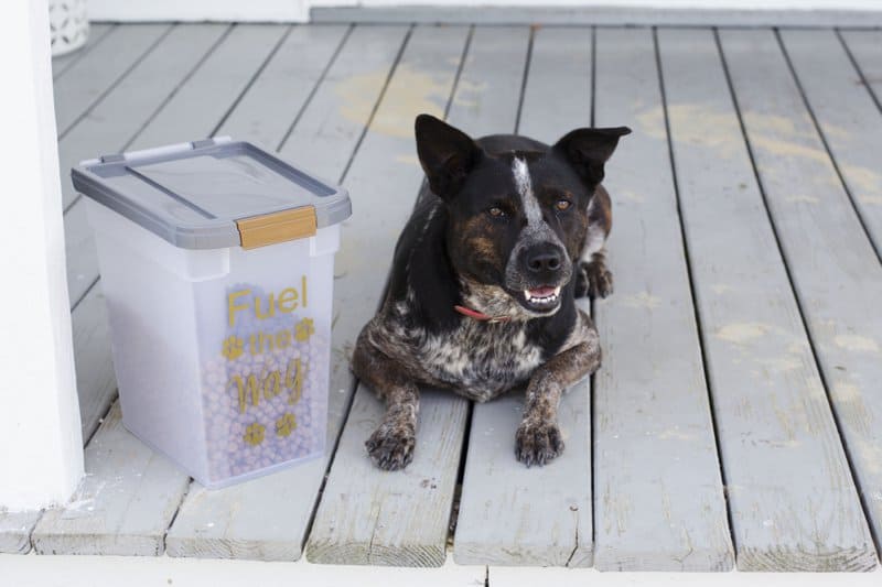 DIY Fuel the Wag Dog Food Container